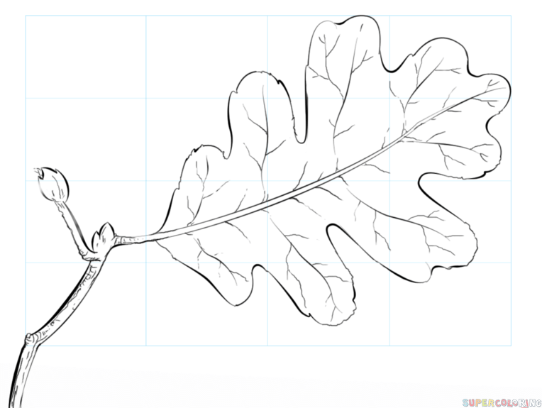 764x575 How To Draw An Oak Leaf Step By Step Drawing Tutorials