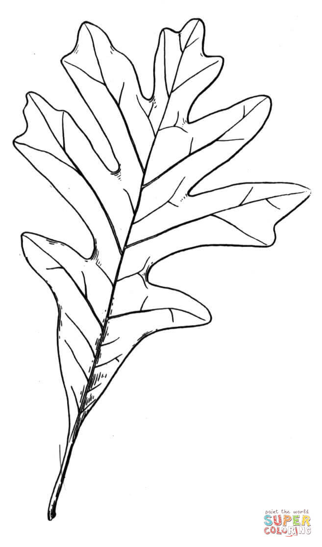 657x1117 Little Leaf Of Oak Coloring Page Free Printable Coloring Pages