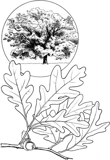 359x525 Oak Leave And Oak Tree Coloring Page Downloads And Sketches