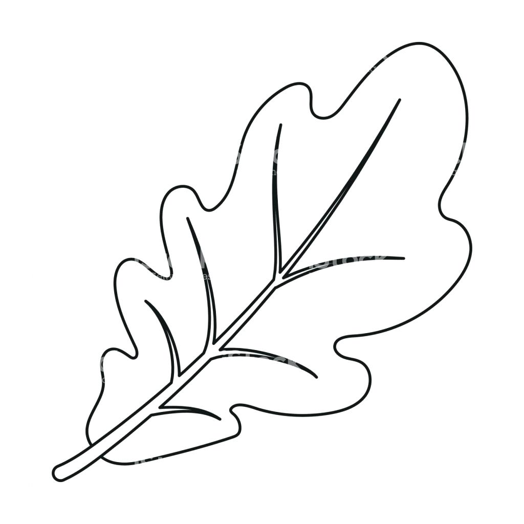 1024x1024 Printable Oak Leaf Outline Printable