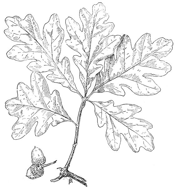 567x600 Filepsm V49 D819 White Oak Leaf.jpg