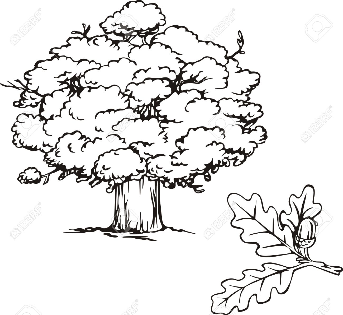1300x1192 Oak Tree And Branch With Acorn. Black And White Illustration