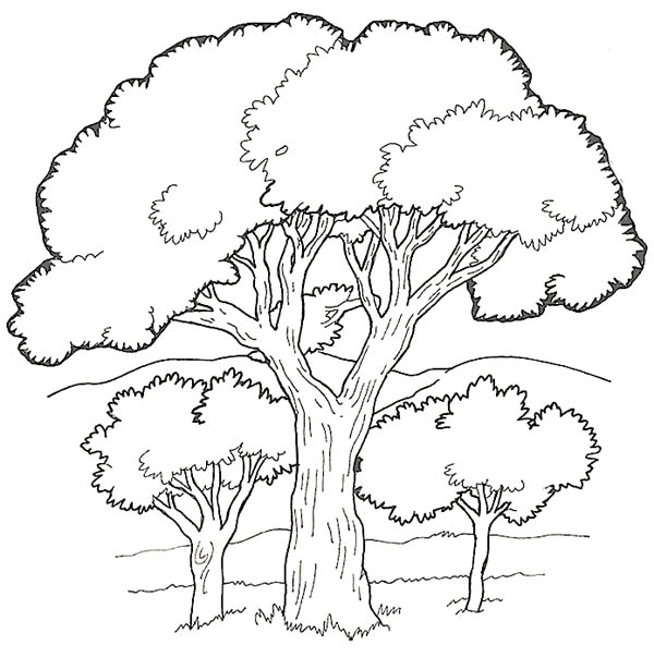 600x603 Oak Tree In The Forest Coloring Page Color Luna