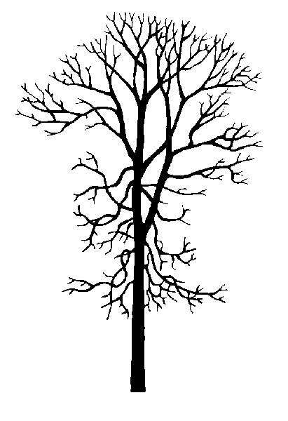 411x600 Swamp White Oak