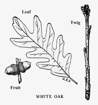 White Oak Tree Drawing at GetDrawings | Free download