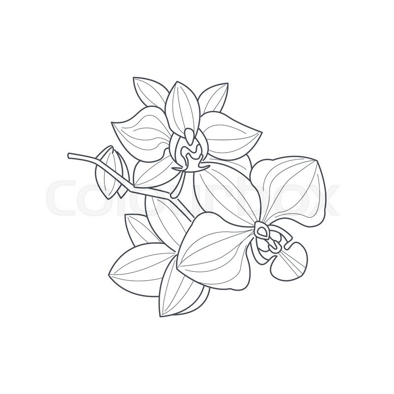 800x800 Orchid Flower Monochrome Drawing For Coloring Book Hand Drawn