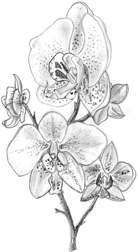 474x866 Orchid Sketch Orchid, Sketches And Tattoo