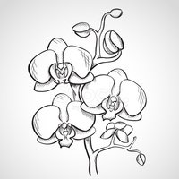 200x200 Sketch Orchid Branch Stock Vectors