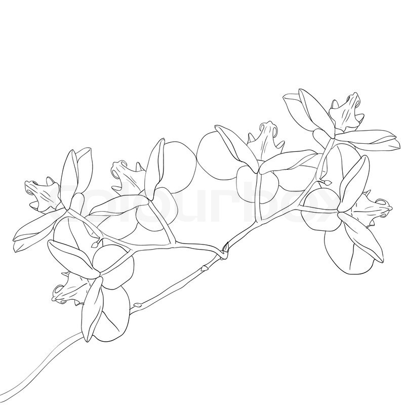 800x800 Vector Illustration Of Orchid Flower On White Background Stock