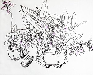 300x242 White Orchid Drawings