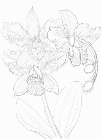 348x480 White Orchid Process By Designinglua