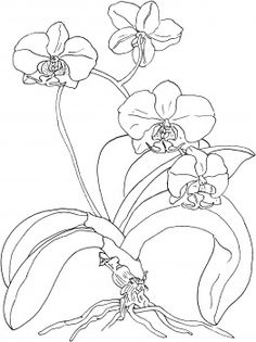 236x315 Cypripedium Calceolus Is A Lady's Slipper Orchid Orchids
