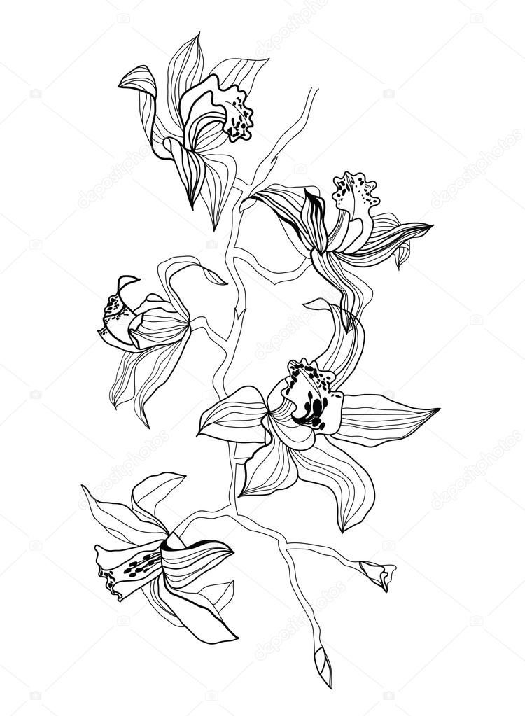 750x1023 Drawing Orchid Branch Stock Vector Vergasova