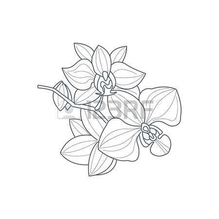 450x450 Drawn Orchid