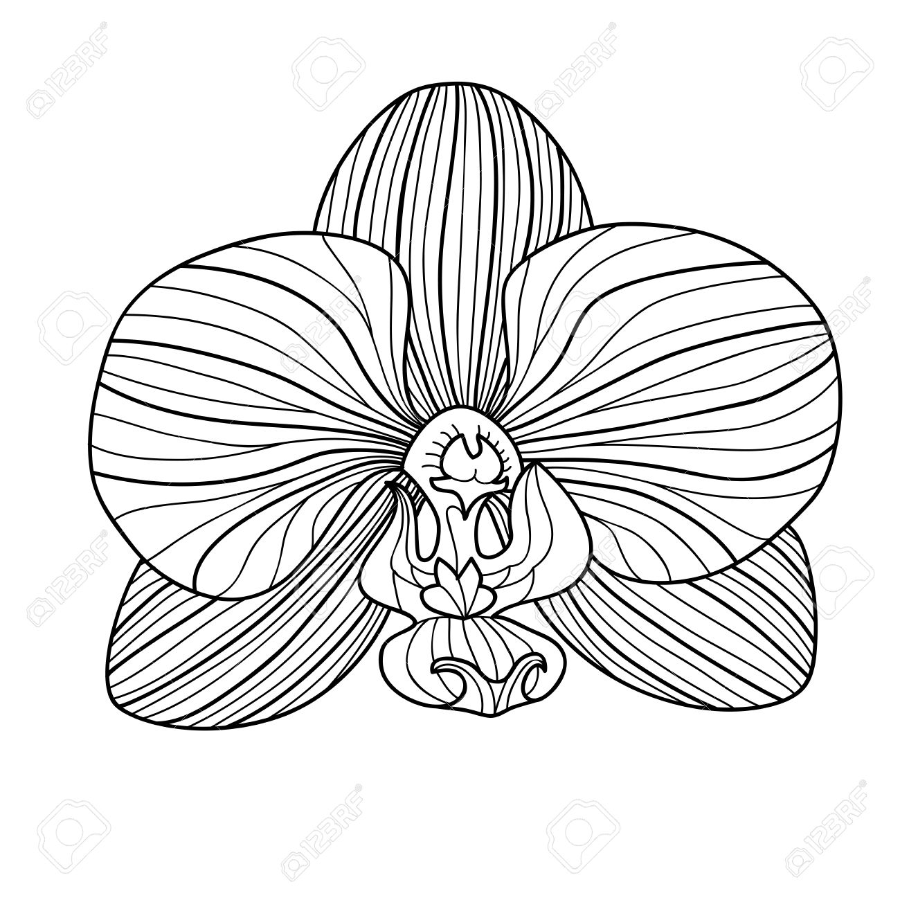1300x1300 Exotic Orchid Drawing Royalty Free Cliparts, Vectors, And Stock