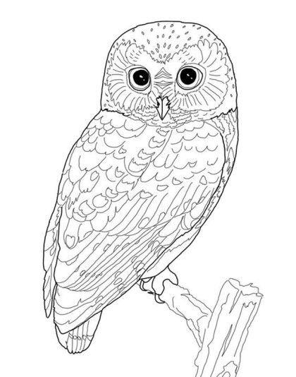420x534 The Best Owl Sketch Ideas On Owl Drawings, Owl