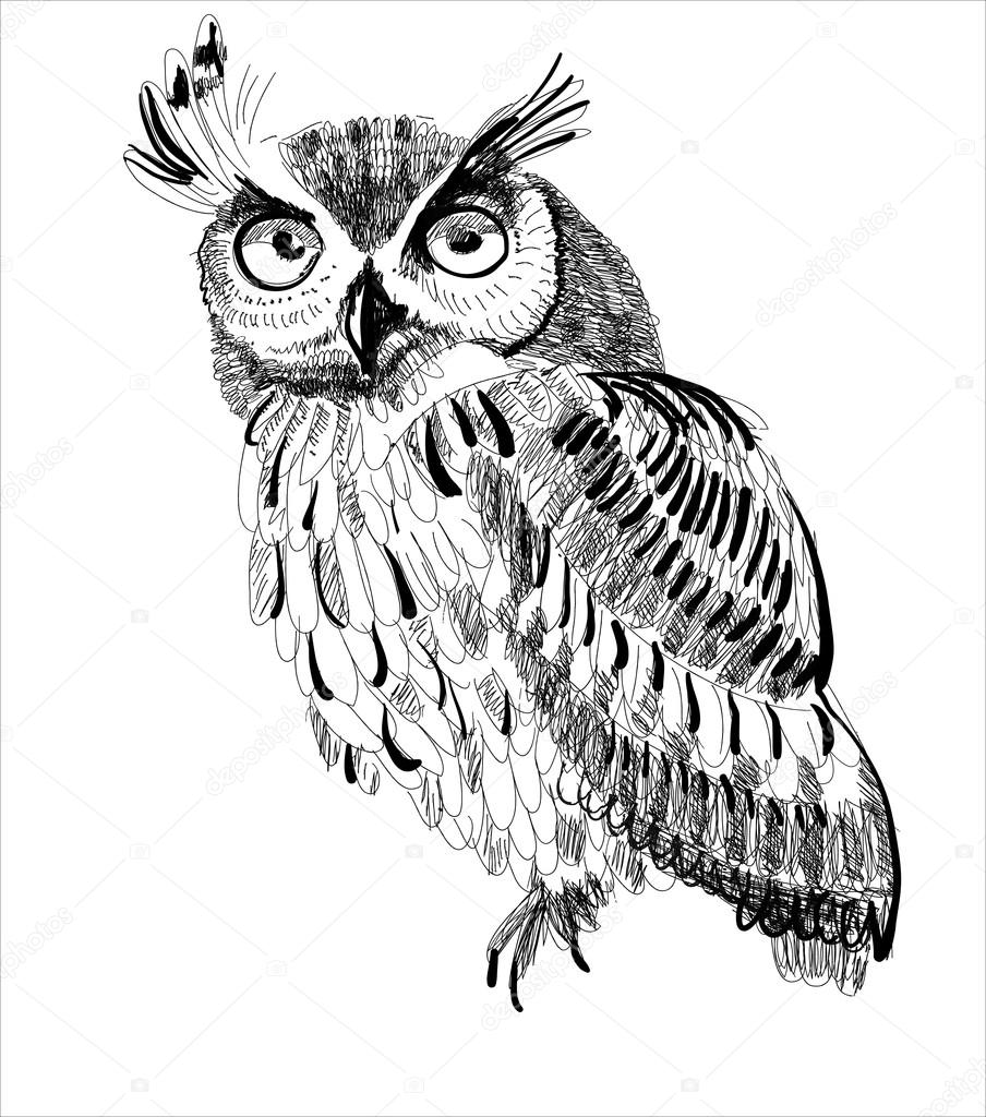 904x1024 Owl Hand Drawing On A White Background Stock Vector