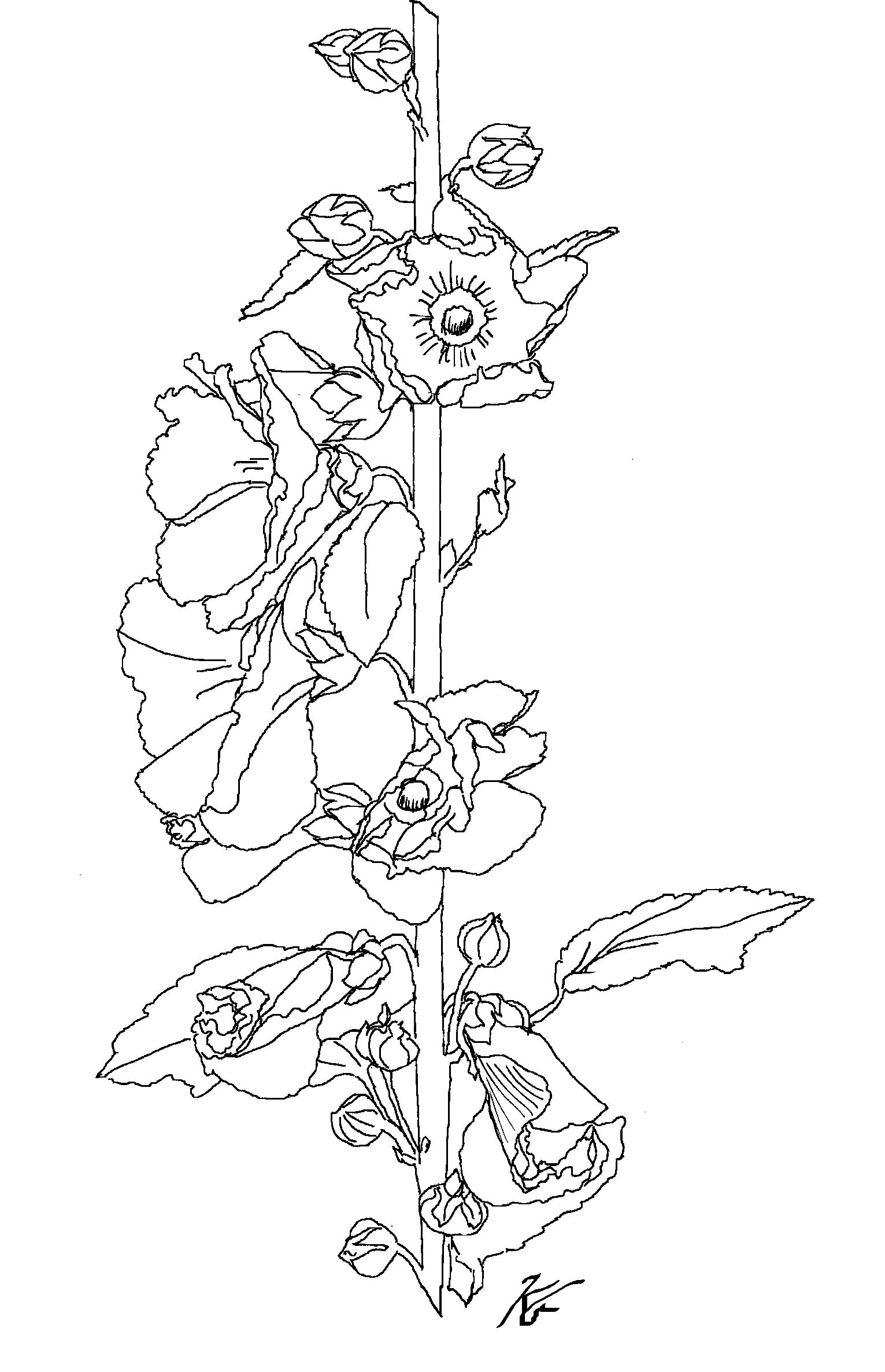 1531x2372 Hollyhocks Drawing Kg Black And White Design Hollyhock
