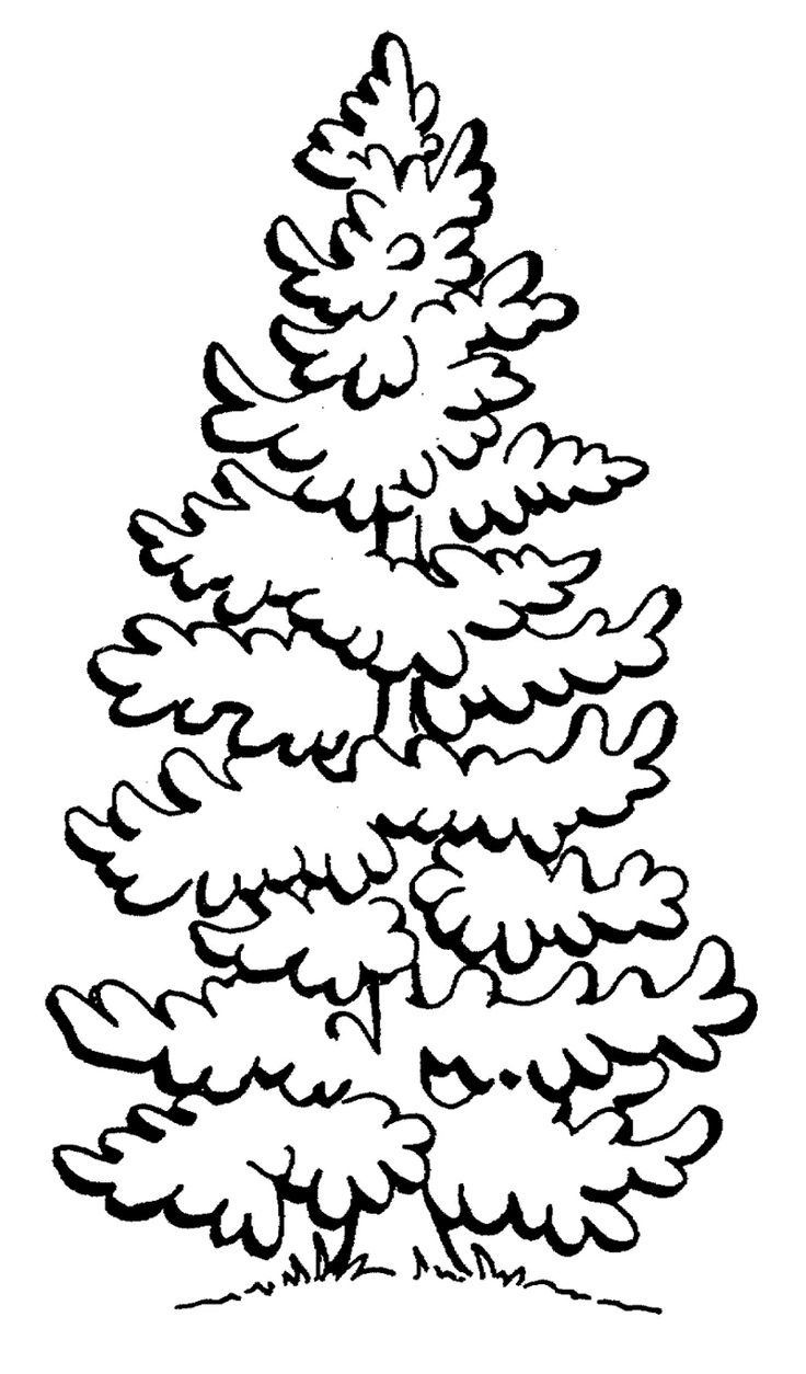 736x1254 Pine Coloring Pages
