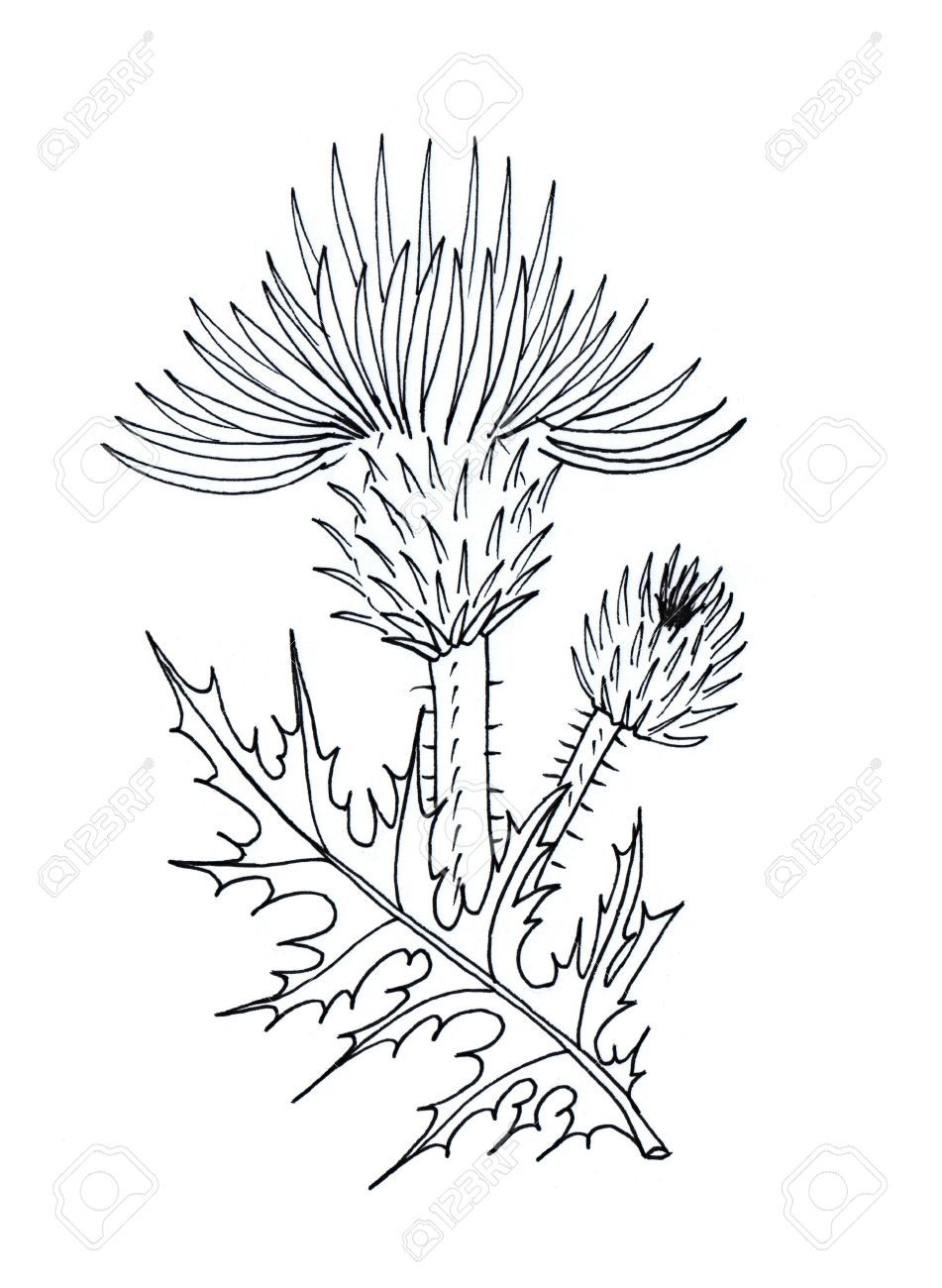951x1300 Thistle Graphic Simple Black And White Drawing Sketch Stock Photo