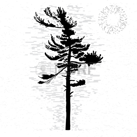 450x450 Fir Tree On White Textured Background Illustration. Black
