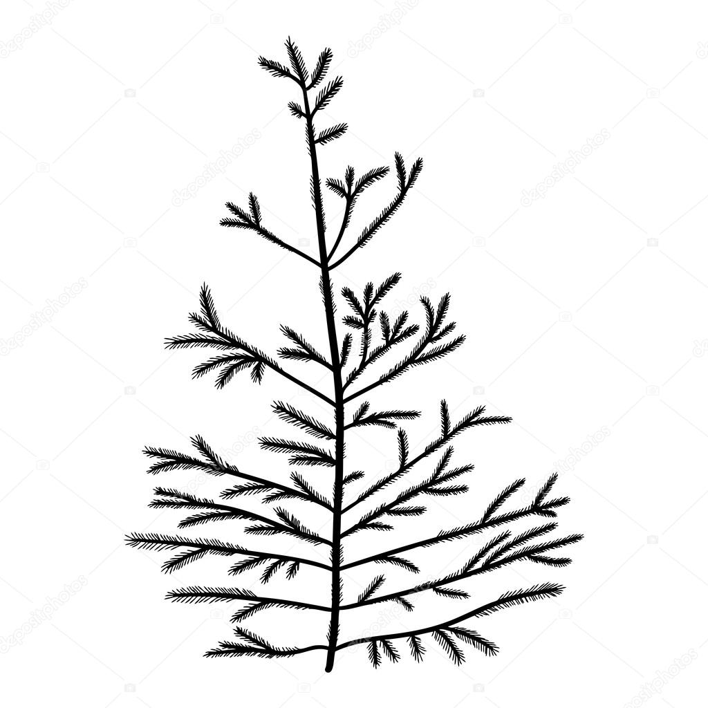 1024x1024 Hand Drawn Textured Fir Tree Stock Photo Goldenshrimp