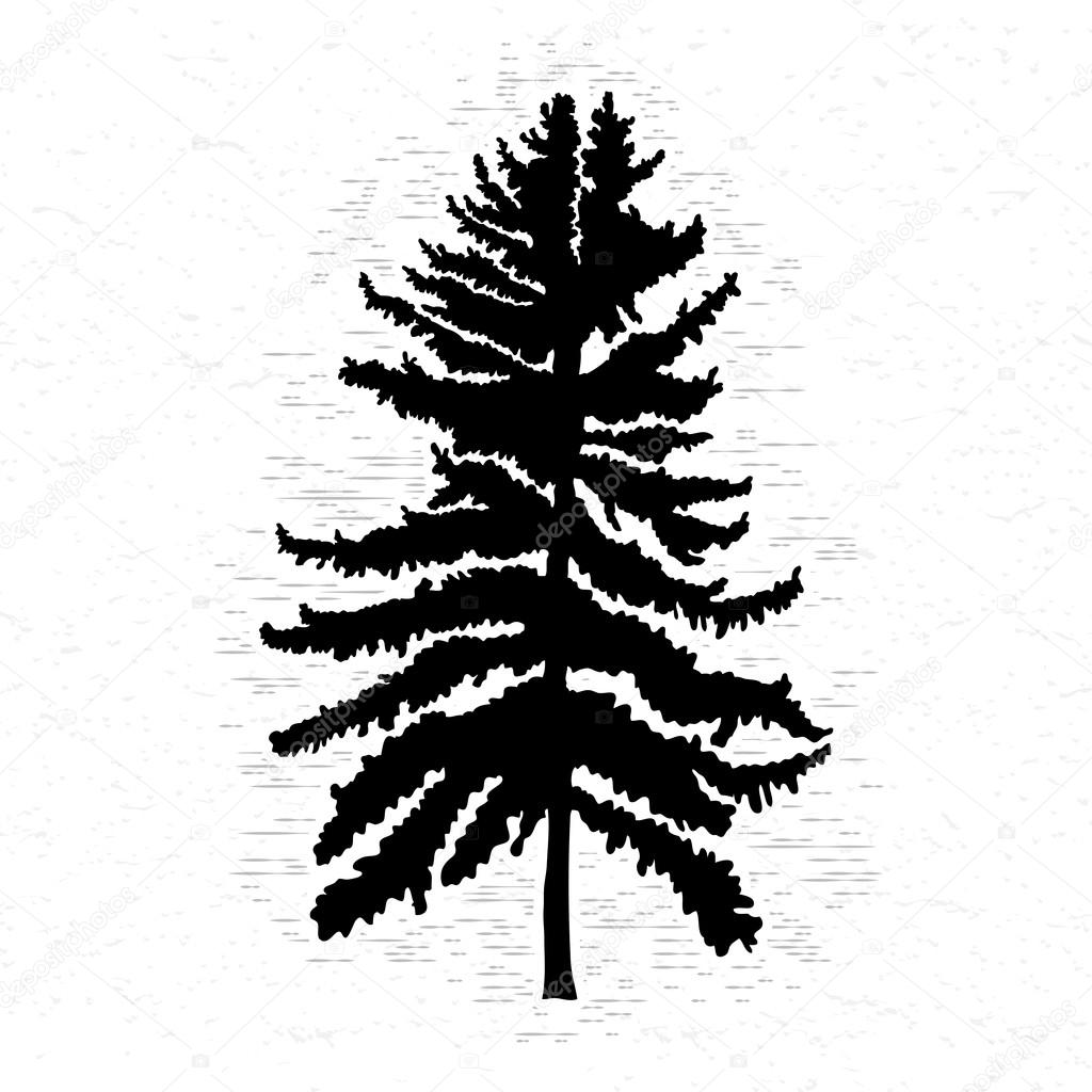 1024x1024 Pine Tree Silhouette Stock Photo Goldenshrimp