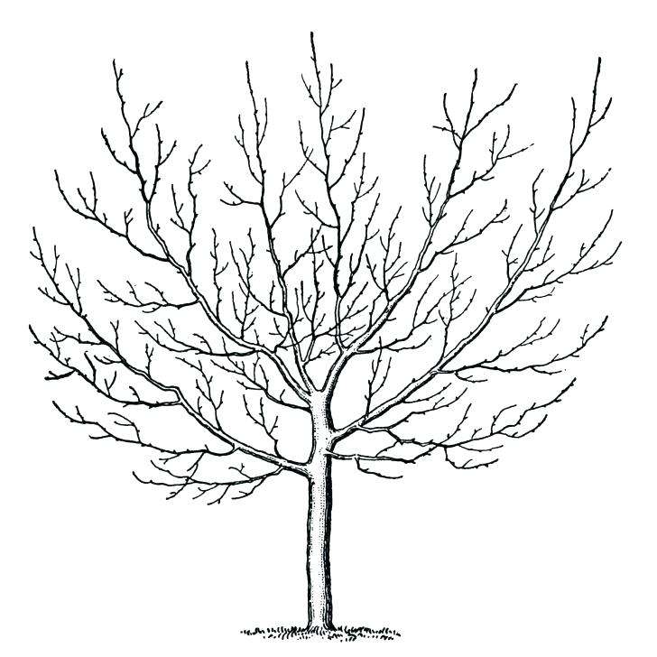 728x728 Winter Tree Coloring Page Pine Trees Coloring Pages Welcome