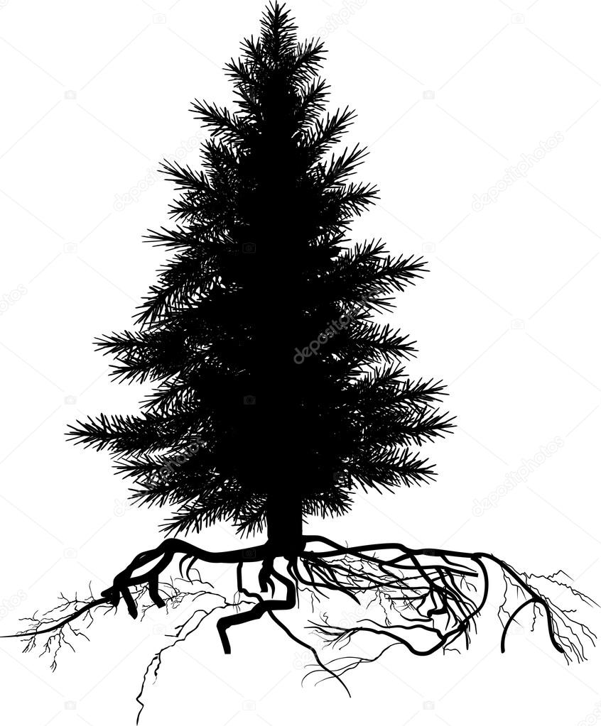 846x1023 Pine Tree Silhouette Stock Vector Dr.pas