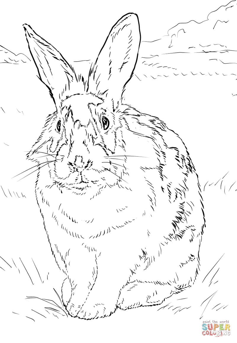 801x1161 Black And White Rabbit Coloring Page Free Printable Coloring Pages