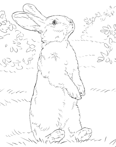 377x480 White Rabbit Standing On Hind Legs Coloring Page Free Printable