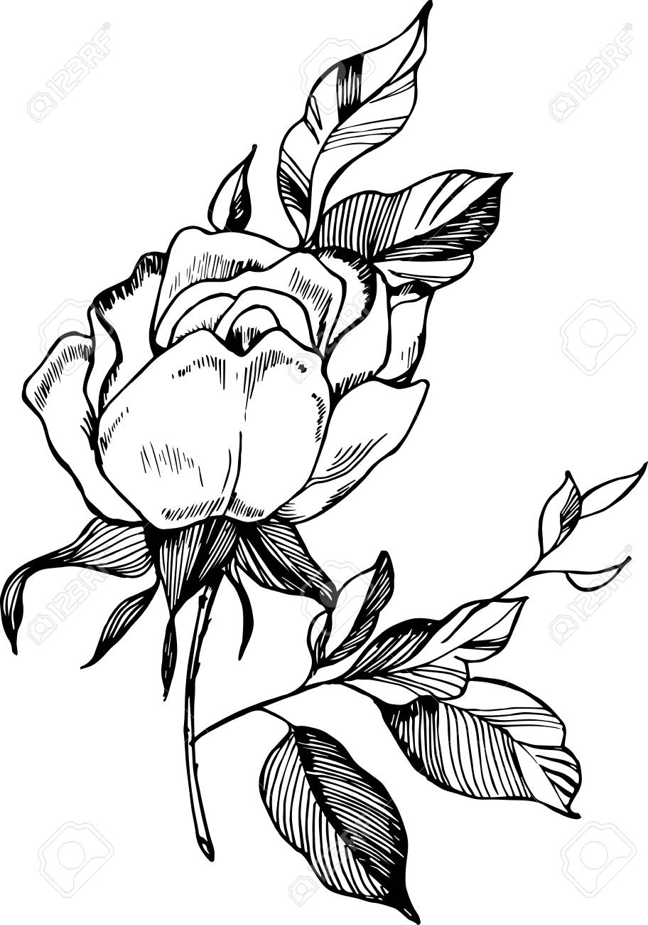 912x1300 Black White Rose Illustration. Drawing Of A Plant In The Style