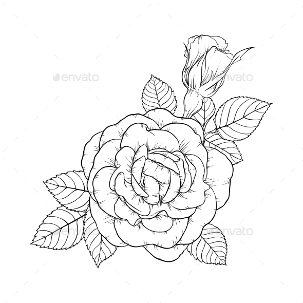 590x590 Black And White Rose And Leaves By Hulinska Yevheniia Graphicriver