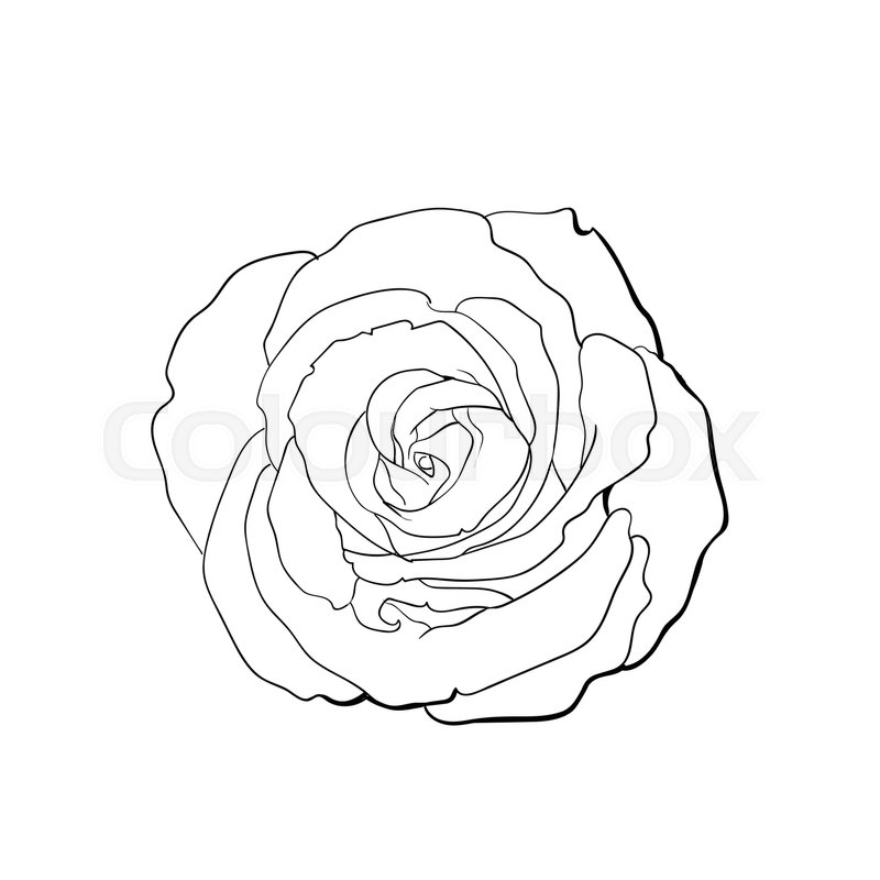 800x800 Deep Contour Rose Bud, Top View Sketch Style Vector Illustration