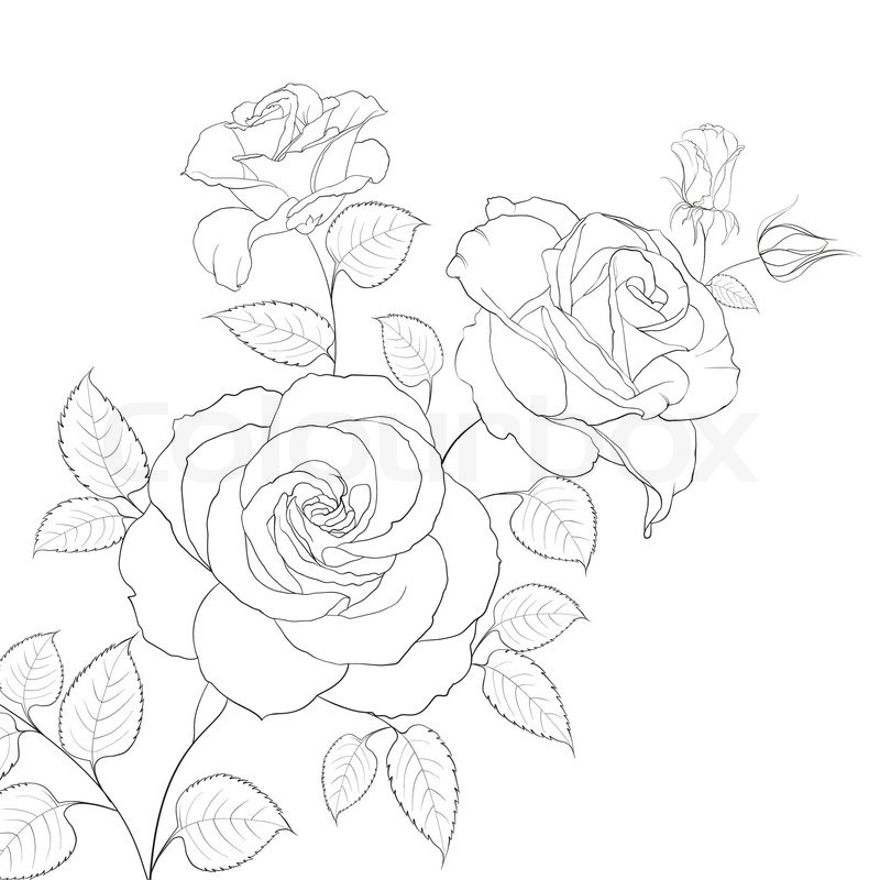 800x800 White Rose Isolated On White Background. Vector Illustration