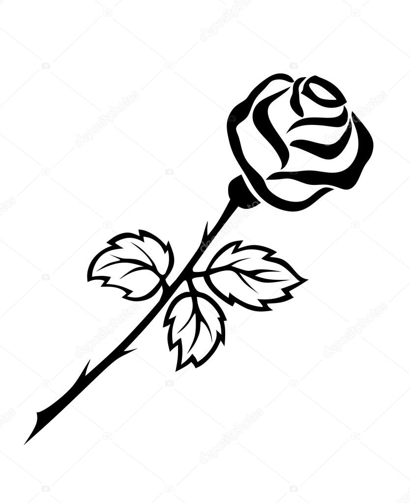 834x1023 Black And White Rose Stock Photo Fffranzzz