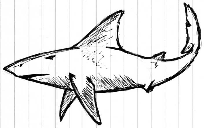 705x443 Great White Shark By Cross Wolf