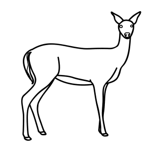 300x300 Learn How To Draw Animals Step By Step Page 123