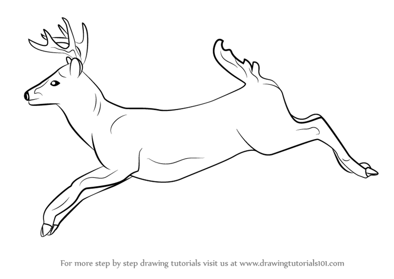 800x566 Learn How To Draw A White Tailed Deer (Wild Animals) Step By Step