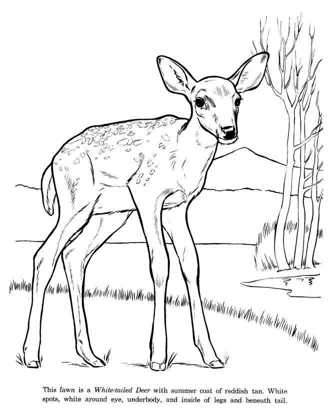 670x820 Animal Drawings Coloring Pages White Tail Deer Animal