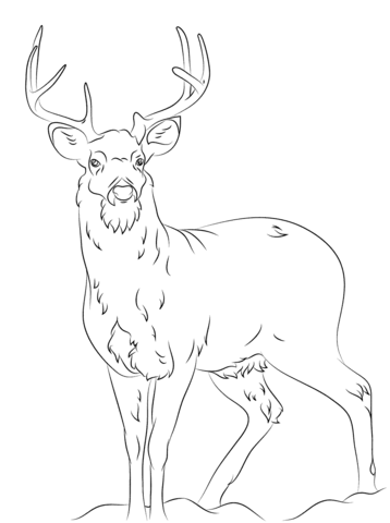 358x480 White Tail Deer Coloring Page Free Printable Coloring Pages
