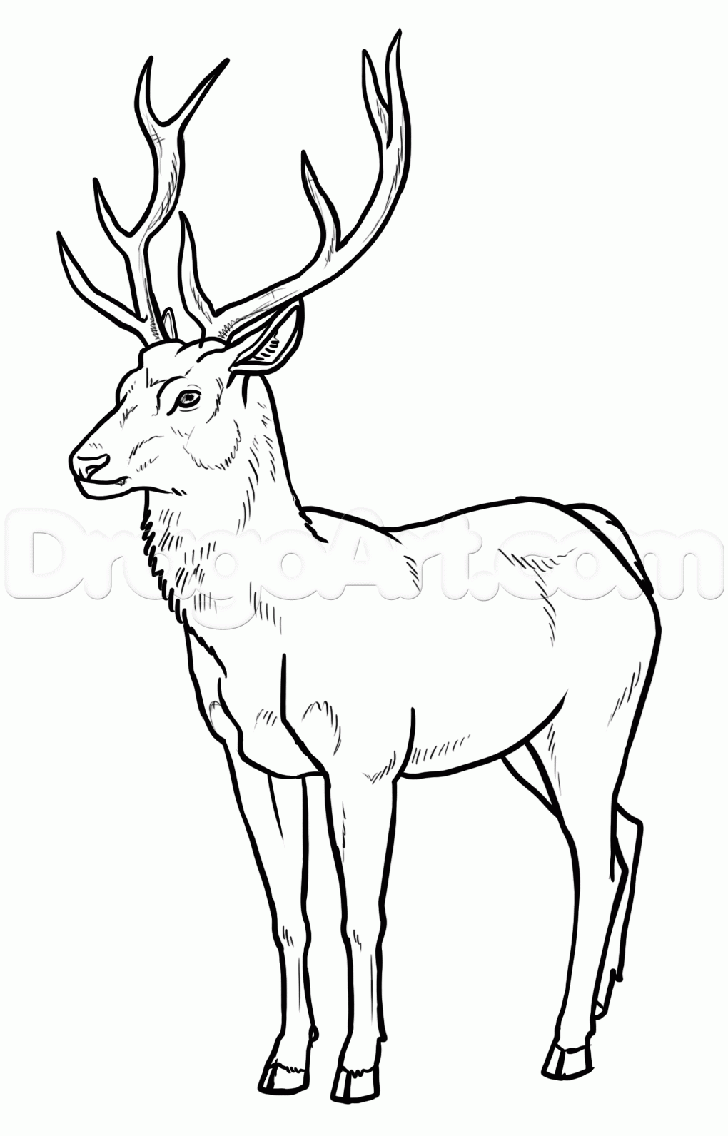1020x1592 How Draw Deer Step 22 Drawing Painting~~ How