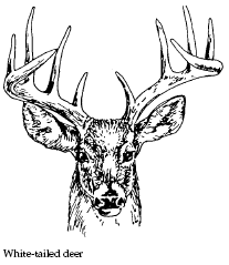 White Tail Deer Drawing at GetDrawings | Free download