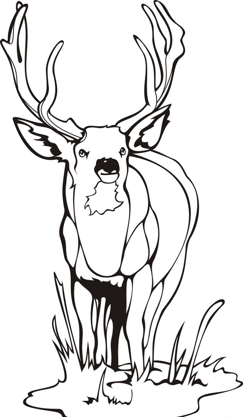 800x1369 Free Printable Deer Coloring Pages For Kids