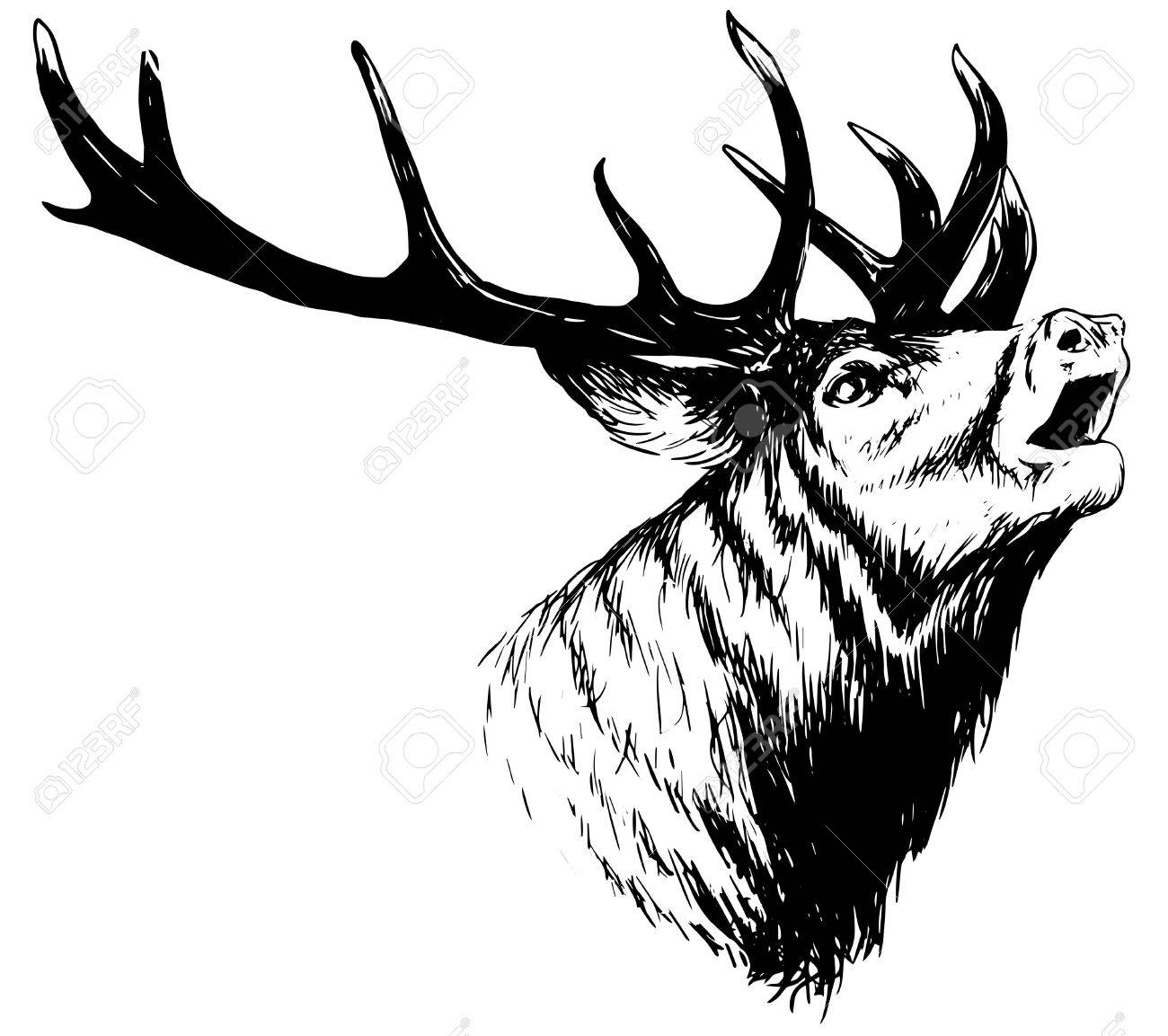1300x1153 Hand Drawn Image Of Big White Tail Buck Head With Large Antlers