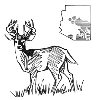 325x331 Coues Deer Habitat