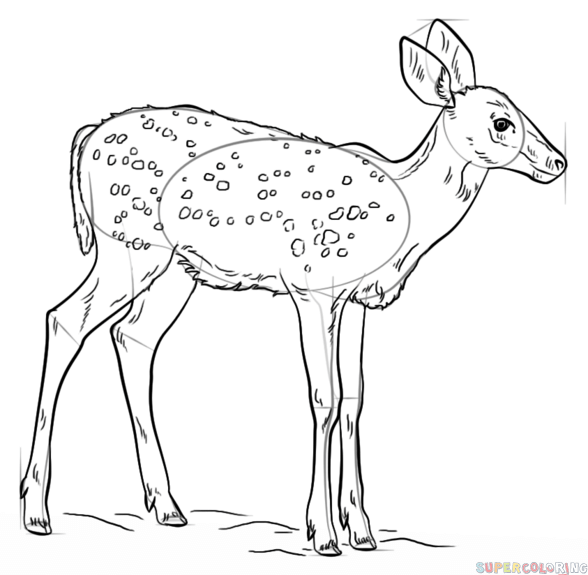 588x575 How To Draw A Fawn Step By Step Drawing Tutorials