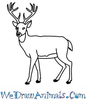 300x350 Marvellous Design Easy To Draw Deer White Tailed Clipart Pencil