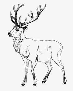 236x293 White Tail Deer Coloring Page Deer White Tailed