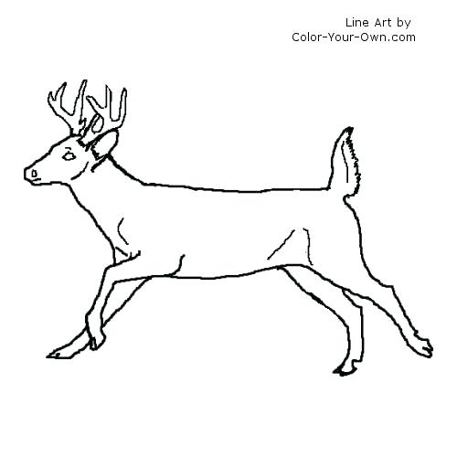 500x500 Whitetail Deer Coloring Pages Coloring Trend Thumbnail Size Deer